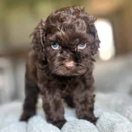 Jett - Brown male Cockapoo puppy in 77304, Texas from Little Valley Puppies