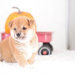 Mojito -FULL AKC REGISTRATION- - Red male Shiba Inu puppy in Neosho, Missouri from Kenny Cave K9s