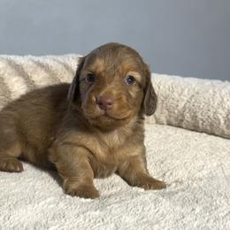 Kramer - Chocolate male Dachshund puppy in Gold Canyon, Arizona from Silverking Kennels