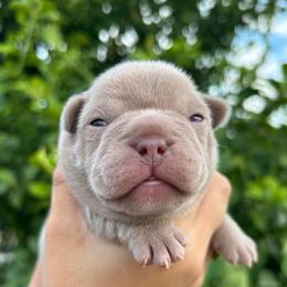 Lucy - Tricolors female French Bulldog puppy in Hemet, California from Bowman Pups