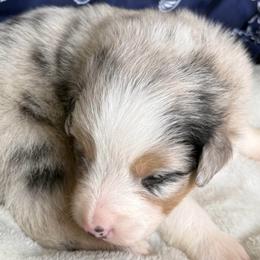 Wyatt Earp - Blue merle male Australian Shepherd puppy in Stanford, Kentucky from Red Feather Aussies
