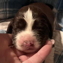 Tristan - Liver white and tan male English Springer Spaniel puppy in Liverpool, Pennsylvania from Breezy Acres Stock & Sporting Dogs