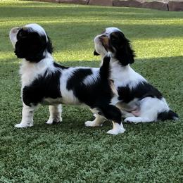 English Toy Spaniel and French Bulldog Puppies from Renaissance French Bulldogs and English Toy Spaniels
