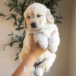 Jesse - Light golden female Golden Retriever puppy in Acton, Maine from Silver Pines Pups