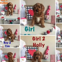 Cavapoos, Labradoodles, and Labrador Retrievers from Ruby Red Labs and Doodles