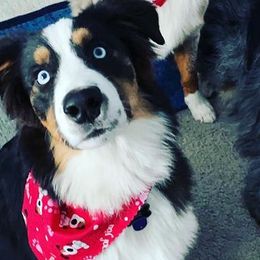 Australian Shepherds from Alpha Aussies