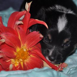 Pembroke Welsh Corgi Puppies from Larrchelle's Corgi's