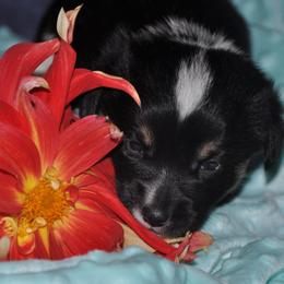 Pembroke Welsh Corgi Puppies from Larrchelle's Corgi's