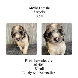 Tiny Merle girl - Merle female Bernedoodle puppy in Clarksville, Iowa from Iowa Heartland Doodles