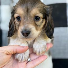 Ravioli - Piebald female Dachshund puppy in Paw Paw, Michigan from Mulberry Meadow Farms