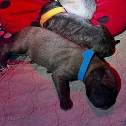 Blue collar - Red male Bullmastiff puppy in Cedar Creek, Texas from Burns Family Ranch " BFR Bullies"