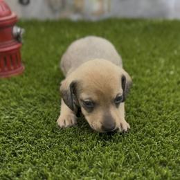 Shaded Cream Smooth Male - Cream male Dachshund puppy in Killeen, Texas from Southern Dachshunds