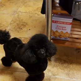 Freya - Poodle
