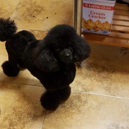 Freya - Poodle