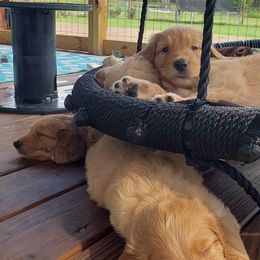 Goldendoodle Puppies from Doodling Minors