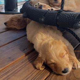 Goldendoodle Puppies from Doodling Minors