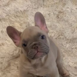 French Bulldog Puppies from LBL Frenchies