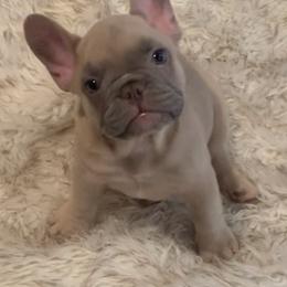 French Bulldog Puppies from LBL Frenchies