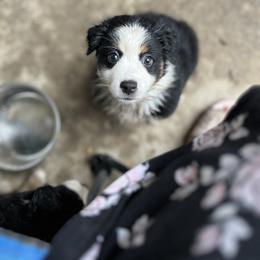 Hope - Black tri female Miniature American Shepherd puppy in Troy, Ohio from Wiggle Wags Miniature American Shepherds