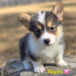 E4 - Black and tan female Pembroke Welsh Corgi puppy in Jacksonville, Texas from ArmnalegRanch LLC