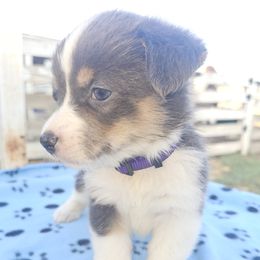 Bingo - Blue female Pembroke Welsh Corgi puppy in Pilot Rock, Oregon from L2H Corgi's