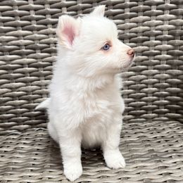 Meringue - White female Pomsky puppy in Hudson, New Hampshire from Granite State Pomskies