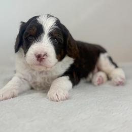 Hope - Tri-color female Bernedoodle puppy in Fleming, Colorado from Vandenbark Doodles