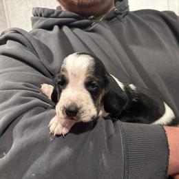 Boy 2 - Black brown and white male Basset Hound puppy in Noblesville, Indiana from Russell Bassets