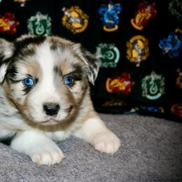 Australian Shepherd Puppies from HP Aussie Kennels