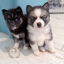 Monarch Sable - Wolf sable male Pomsky puppy in Greeley, Colorado from Monarch Pomskies | Northern Colorado