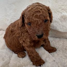 Girl 2 - Red  female Poodle puppy in Kissimmee, Florida from Anna's Puppy Tales