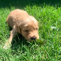 Gideon - Cream male Goldendoodle puppy in Yukon, Oklahoma from Silver Barn Doodles