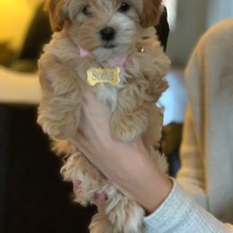 Bernedoodle and Havapoo Puppies from Precious Paws and Purrs