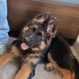 Black Collar Male - Black and red male German Shepherd puppy in Sumner, Iowa from Vom Wilke Kennels