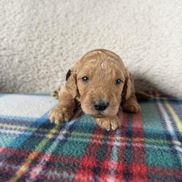 Maple - Apricot female Goldendoodle puppy in Lowville, New York from Adirondack Goldendoodles
