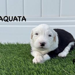 Aquata - Gray and white female Old English Sheepdog puppy in Blackfoot, Idaho from What the Fluff Old English Sheepdog