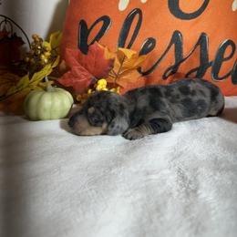 Na - Black and cream male Dachshund puppy in Georgetown, Arkansas from Wyatt's Dachshunds