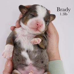 Brady - Blue merle male Bernedoodle puppy in Comanche, Texas from Central Texas Doodles, LLC.