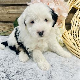 Lizi - Black and white female Aussiedoodle puppy in Hamilton, Michigan from White Pine Farm