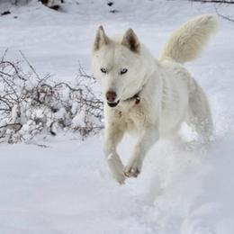 Ana - White female Siberian Husky puppy in Guffey, Colorado from Sunset Ridge