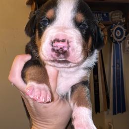 Boy 1 - Black, white and red male Greater Swiss Mountain Dog puppy in Knoxville, Maryland from Dahlgren Swissys
