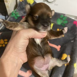 Girl 2 Izzy - Red sable female Havanese puppy in Falkville, Alabama from Nanas Havanese