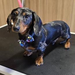 Bentley - Dachshund