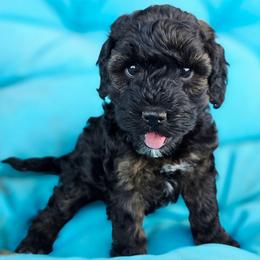Moana - Sable female Cockapoo puppy in Indiahoma, Oklahoma from Phamily Doodles