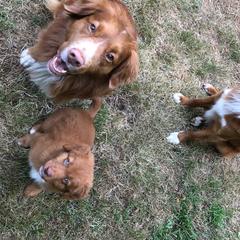 Nova Scotia Duck Tolling Retrievers from Carnelian Tollers
