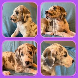 Girl 3 - Great Dane puppy in Mount Vernon, Illinois from Reagan’s Danes