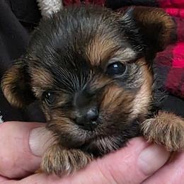 Tiny - Black and tan male Morkie puppy in Bucyrus, Ohio from Dyer's Beauties