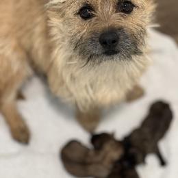 Northwest Brienne of Wimahl - Wheaten female Cairn Terrier puppy in Longview, Washington from Northwest Cairn Terriers
