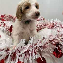 Monster - Parti Poodle puppy in New Kensington, Pennsylvania from Happy puppy tails
