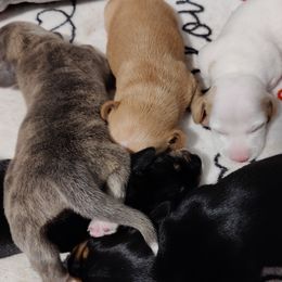 Dachshunds from RealTeaMiniDachshunds